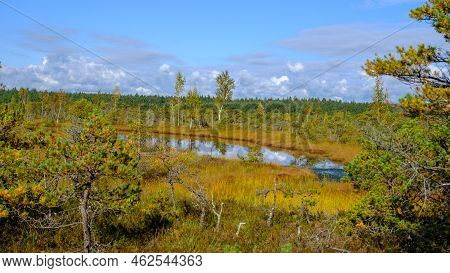 Bog Landscape, Bog Vegetation Painted In Autumn, Small Swamp Lakes, Islands Overgrown With Small Bog