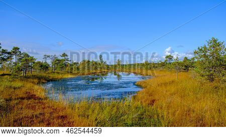 Bog Landscape, Bog Vegetation Painted In Autumn, Small Swamp Lakes, Islands Overgrown With Small Bog