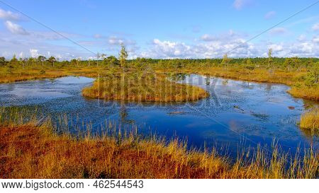 Bog Landscape, Bog Vegetation Painted In Autumn, Small Swamp Lakes, Islands Overgrown With Small Bog