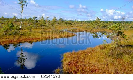 Bog Landscape, Bog Vegetation Painted In Autumn, Small Swamp Lakes, Islands Overgrown With Small Bog