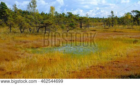 Bog Landscape, Bog Vegetation Painted In Autumn, Small Swamp Lakes, Islands Overgrown With Small Bog
