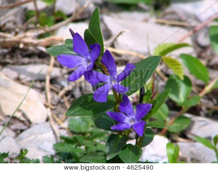 Fioritura primavera pervinca