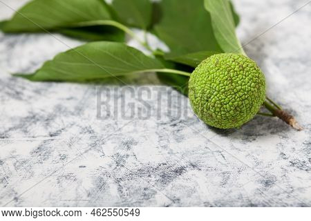 Fruit Maclura Pomifera  (adam's Apple, Osage Orange, Horse Apple), Close-up, Copy Space. Maclura Use