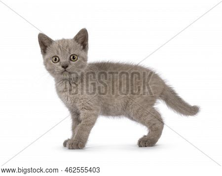 Sweet Lilac Bitish Shorthair Cat Kitten, Standing Up Side Ways. Looking Towards Camera. Isolated On 