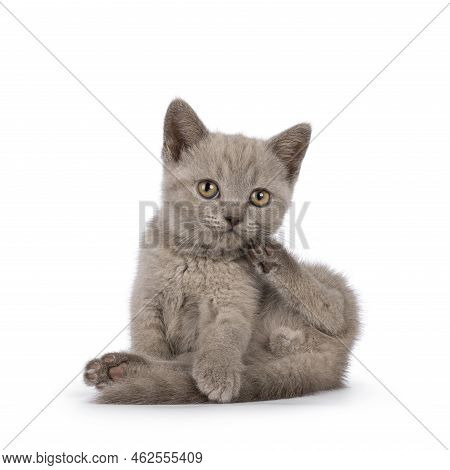Sweet Lilac Bitish Shorthair Cat Kitten, Sitting Up Washing Butt. Looking Towards Camera. Isolated O