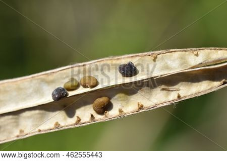False Lupine Open Brown Seed Pod With Seeds
