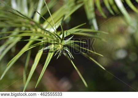 Chinese Fir Branch With Leaves In The Spring