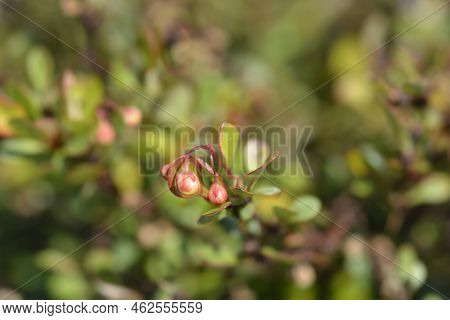 Japanese Barberry Kobold Branch With Flower Buds