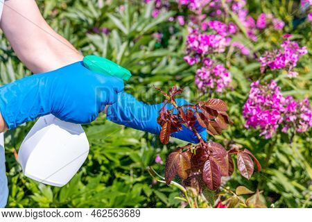 Treatment In The Garden Of Young Shoots Of Roses From Aphids, Whiteflies And Insect Pests