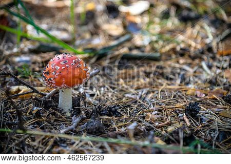 One Red Fly Mushroom Or Toadstool In Autumn Forest Sunlight On L