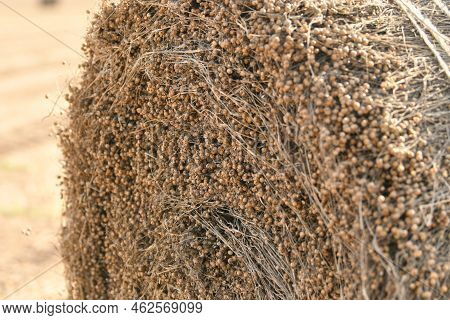 Bale Of Dry Flax On The Field In Normandy France
