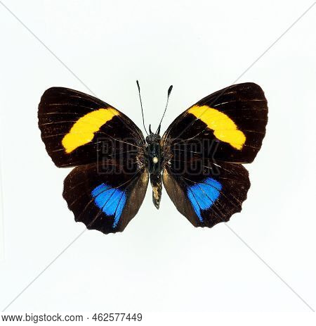 Colorful Butterfly Isolated On White. Callicore Lyca Macro Close Up, Collection Butterflies, Nymphal