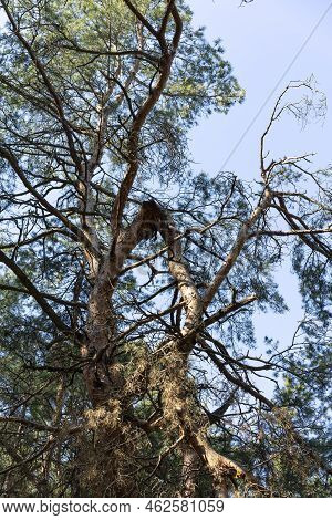A Broken Branch Of A Pine Tree From A Strong Wind. A Hurricane In The Forest In The Spring And Summe