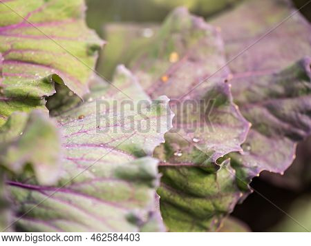 Close Up Of Endless Field With Green Leaves And Purple Veins Of Red Cabbage Plants. Red Cabbage, Pur
