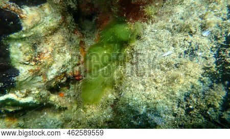 Green Bush Macroalgae (cladophora Prolifera) Undersea, Aegean Sea, Greece, Halkidiki