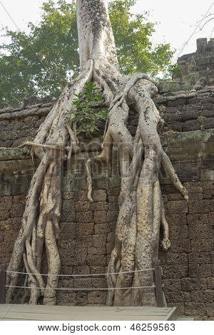 Cambodia.Angkor ワット。