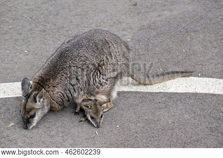 The Tammar Wallaby Is Eating A Food Pellets