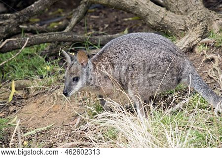 The Tammar Wallaby Is A Small Marsupial, Its Body Is Mainly Grey With Tan Shoulders And A White Face