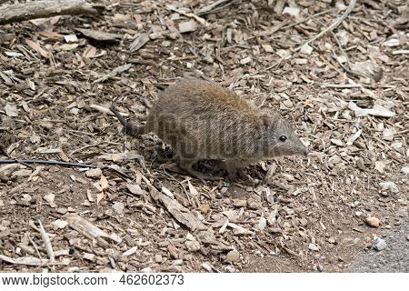 The Long Nosed Potoroo Is A Small Marsupial, It Is Grey And Brown With Brown Eyes And Long Tail