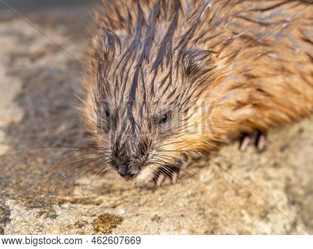 Portrait Of A Muskrat, Ondatra Zibethicus, Rodent Found In Wetlands. Muskrat, Ondatra Zibethicus, Wa