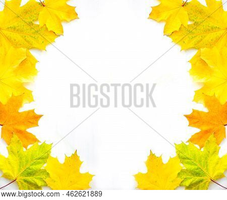 Background Of Many Yellow Maple Leaves With Space For Text On A White Background. Autumn Leaf Backgr