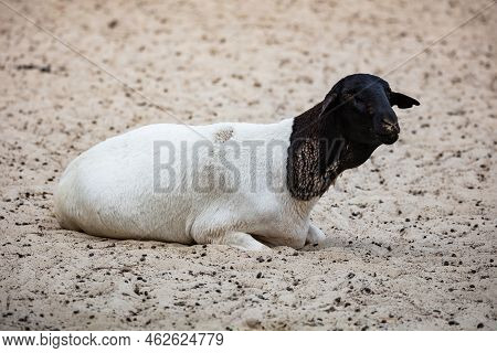Somali Sheep. Mammal And Mammals. Land World And Fauna. Wildlife And Zoology. Nature And Animal Phot