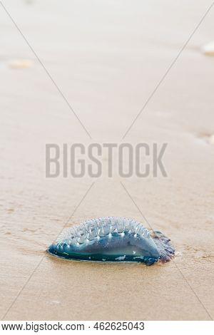 Portuguese Man O War Jellyfish On The Beach Of South Padre, Tx.