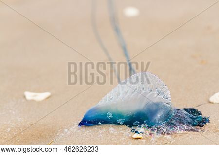 Portuguese Man O War Jellyfish On The Beach Of South Padre, Tx.