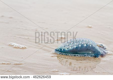 Portuguese Man O War Jellyfish On The Beach Of South Padre, Tx.