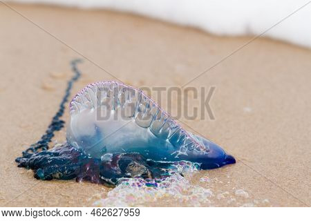 Portuguese Man O War Jellyfish On The Beach Of South Padre, Tx.
