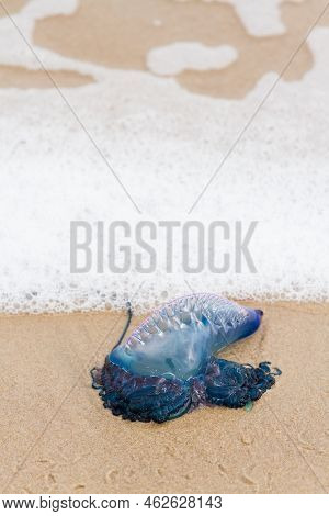 Portuguese Man O War Jellyfish On The Beach Of South Padre, Tx.