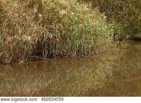 Water Reeds Reflecting In The Pond Of A City Park, Jette, Belgium