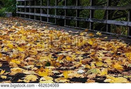 Close Up Of Colorful Autumn Leaves On A Wooden Pedestrian Bridge During The Fall Season, Jette, Belg