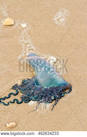 Portuguese Man O War Jellyfish On The Beach Of South Padre Island, Tx.