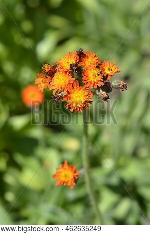 Orange Hawkweed Flowers In The Garden In Spri G