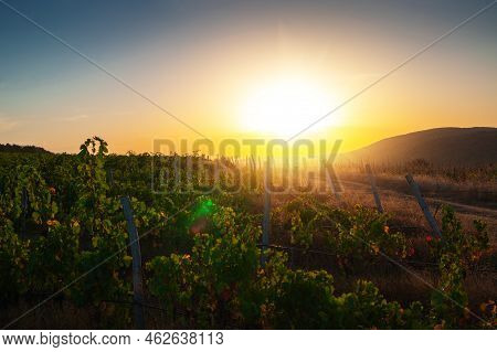 Vineyard Agricultural Fields In The Countryside, Beautiful Landscape During Sunrise.