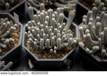Cactus Turbinicarpus Minima Growth In Planting Pot