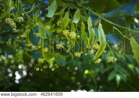 Close Up Of The Clusters Of Blooming Flowers Of Common Life Tilia X Europaea, Also Known As Linden, 