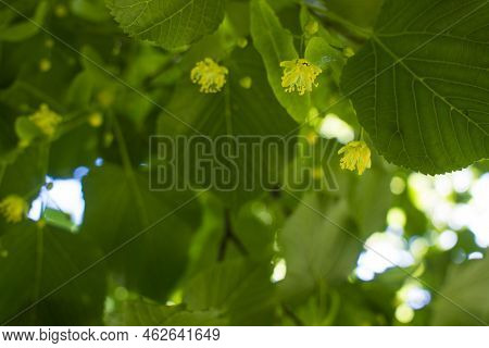 Close Up Of The Clusters Of Blooming Flowers Of Common Life Tilia X Europaea, Also Known As Linden, 