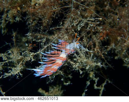 Sea Slug Pilgrim Hervia (cratena Peregrina) Close-up Undersea, Aegean Sea, Greece, Halkidiki