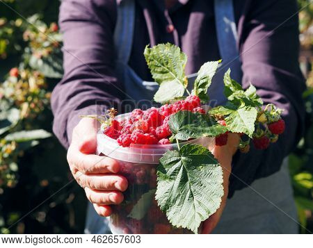 An Older Woman Collects Red Ripe Remontant Raspberries From The Branches. Harvesting Season.