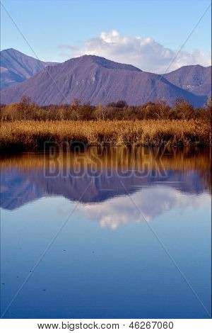 Moor Marshy  In The North Of Italy