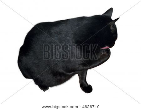 Grande gatto nero