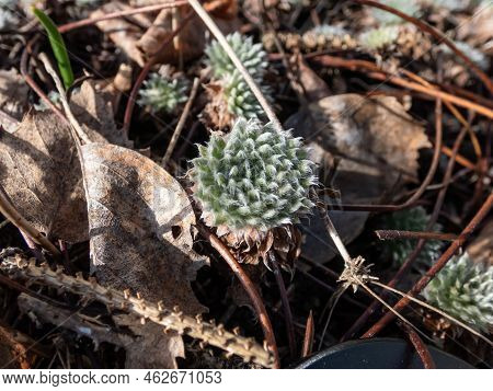 Close-up Shot Of The Rock Jasmine (androsace Sarmentosa) Growing In The Garden In Late Winter And Ea
