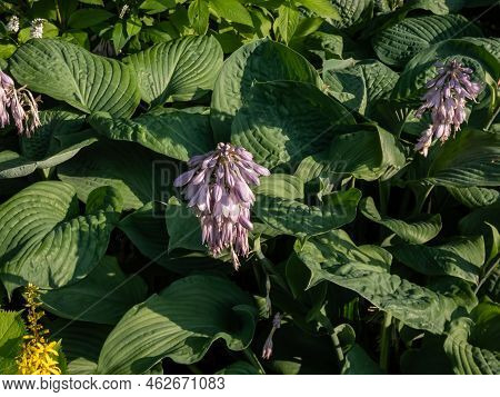 One Of The Largest Hosta ′blue Umbrellas′ With Giant, Blue-green, Thick-textured, Corrugated, Heart 