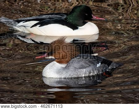 Couple Of The Goosanders (mergus Merganser) Swimming In Water. Male With White Body, Black Head With