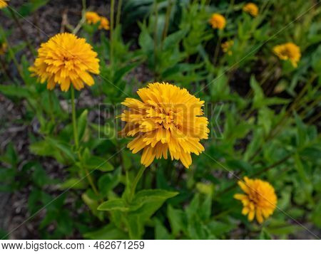 Close-up Of False Sunflower (heliopsis Helianthoides) 'asahi' With Large Golden-yellow Fully Double 