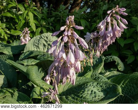 One Of The Largest Hosta ′blue Umbrellas′ With Giant, Blue-green, Thick-textured, Corrugated, Heart 