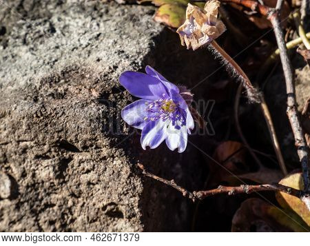 Beautiful, Purple Large Blue Hepatica (hepatica Transsilvanica) In Bright Sunlight In Early Spring. 