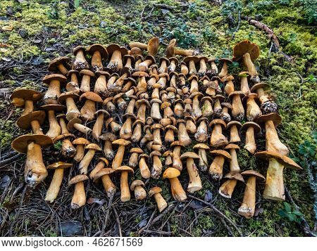 Group Of The Velvet Bolete Or Variegated Bolete (suillus Variegatus) In Different Sizes Placed In Th